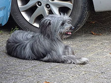 Pyreneese Herder Galette